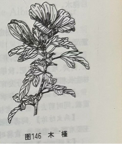 木槿花 Shrubalthea Flower