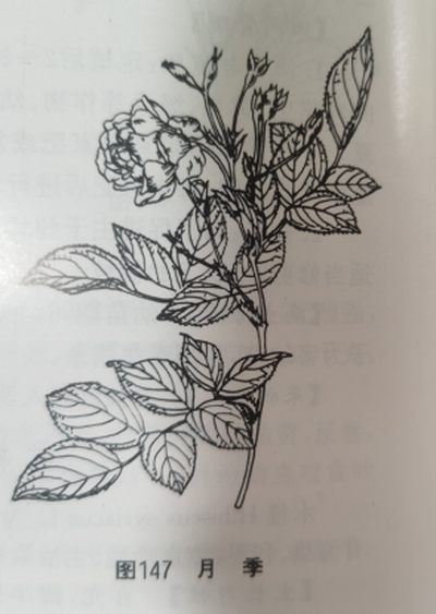 月季花 Chinese Rose Flower