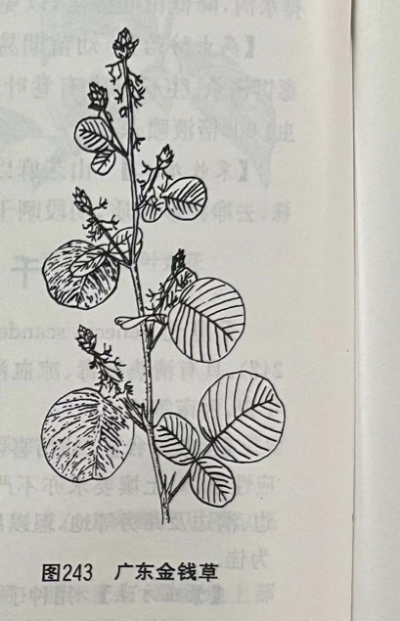 广东金钱草Snowbellleaf Tickclover Herb