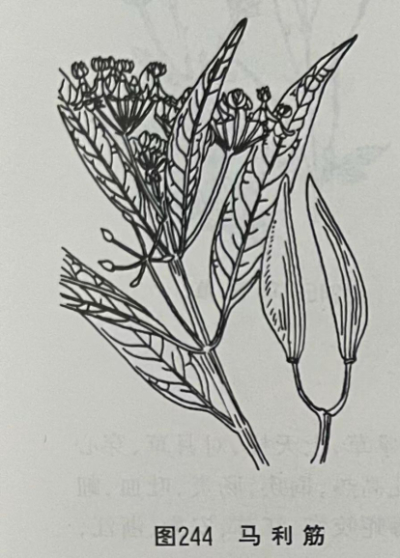 马利筋 Bloodflower Milk weed Herb