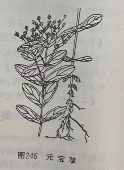 元宝草 Sampson St Herb