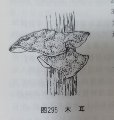 木耳 Jew ' s Ear