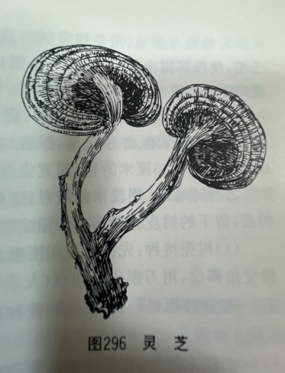 灵芝Lucid Ganoderma