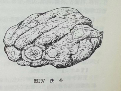 茯苓Indian Bread