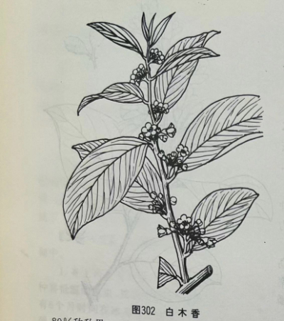沉香Chinese Eaglewood