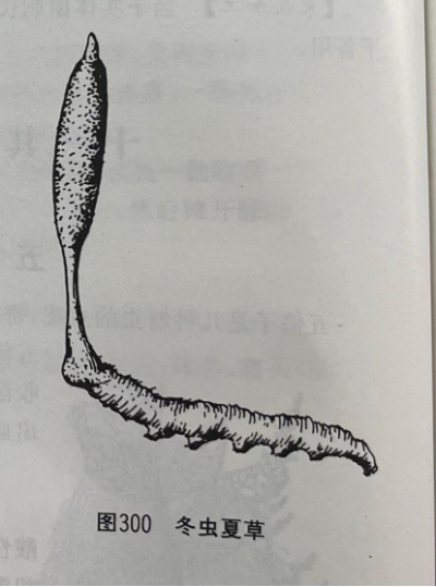 冬虫夏草 Chinese Caterpillar Fungus