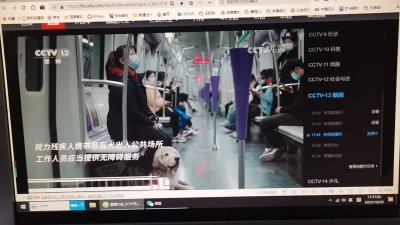导盲犬