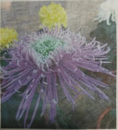 赏菊正当时  京城有绝佳——话说老北京的菊文化